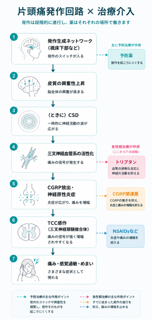 片頭痛発作回路×治療介入