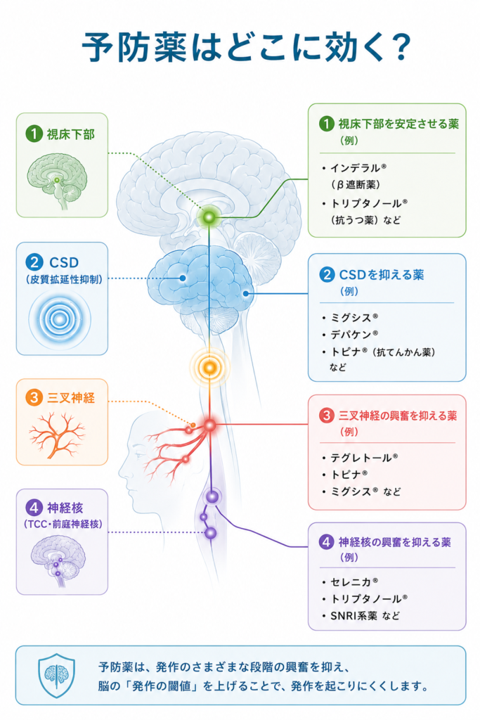 片頭痛予防薬はどこに効く